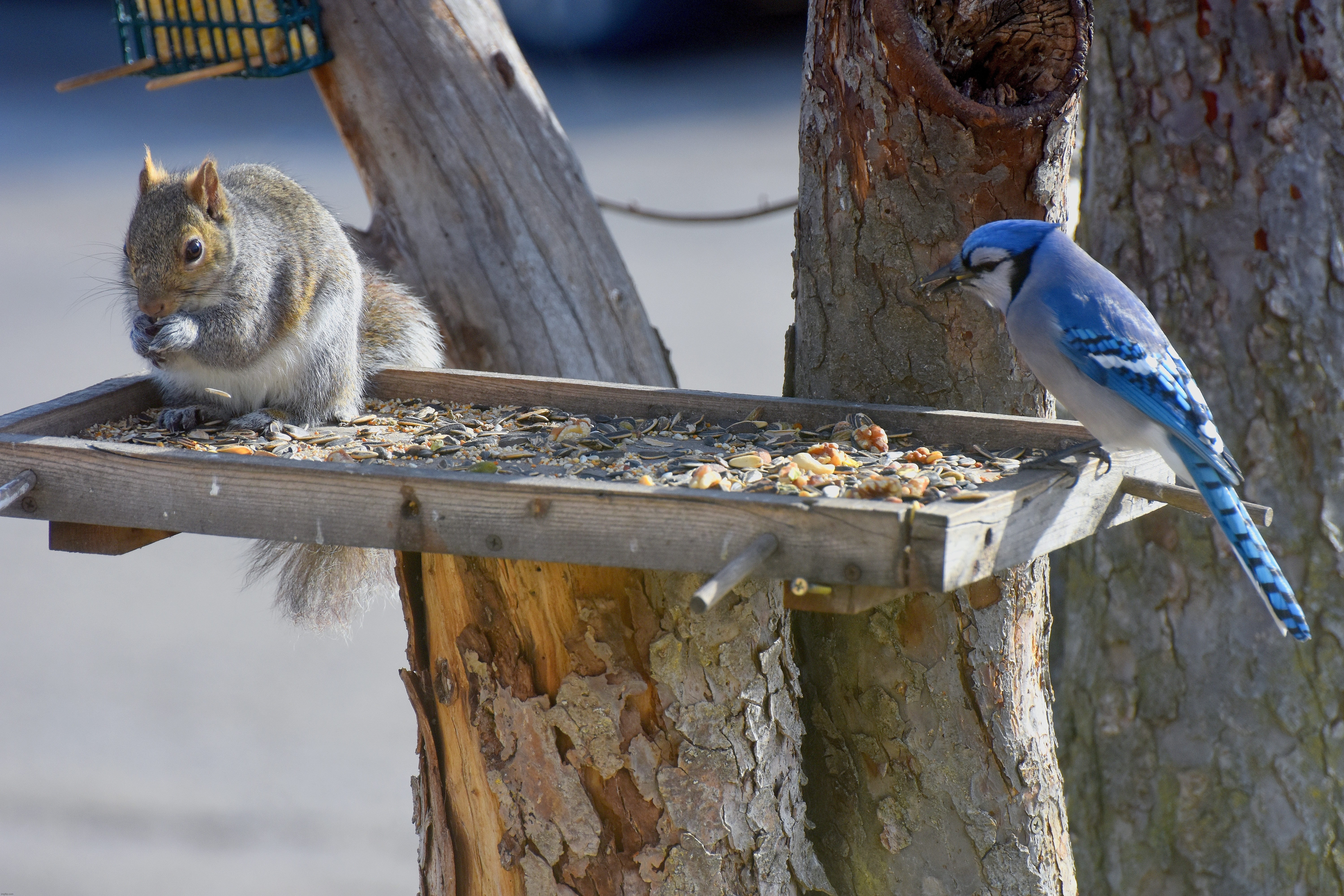 squirrel and a bluejay | image tagged in squirrel and a bluejay,kewlew | made w/ Imgflip meme maker