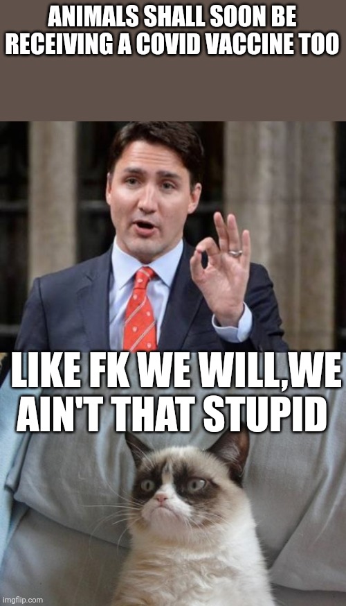 Trudeau Grumpy Cat | ANIMALS SHALL SOON BE RECEIVING A COVID VACCINE TOO; LIKE FK WE WILL,WE AIN'T THAT STUPID | image tagged in trudeau grumpy cat | made w/ Imgflip meme maker