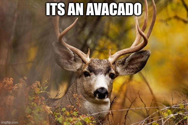 Me making the most unfunny meme possible | ITS AN AVACADO | image tagged in deer meme | made w/ Imgflip meme maker