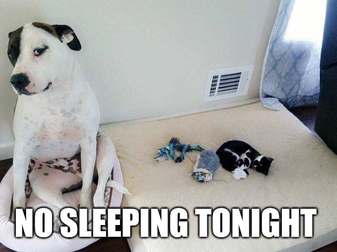Cat stole my bed | NO SLEEPING TONIGHT | made w/ Imgflip meme maker
