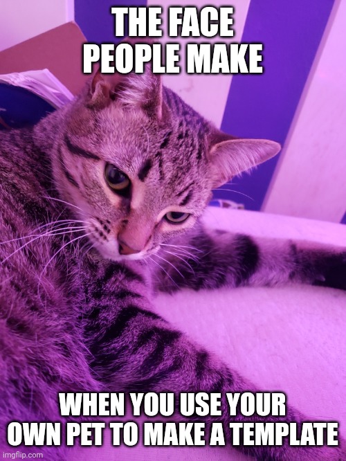 Meow | THE FACE PEOPLE MAKE; WHEN YOU USE YOUR OWN PET TO MAKE A TEMPLATE | image tagged in kittens,cat,confused cat,memes | made w/ Imgflip meme maker