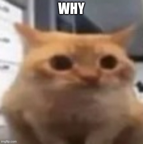 spoingus | WHY | image tagged in spoingus | made w/ Imgflip meme maker