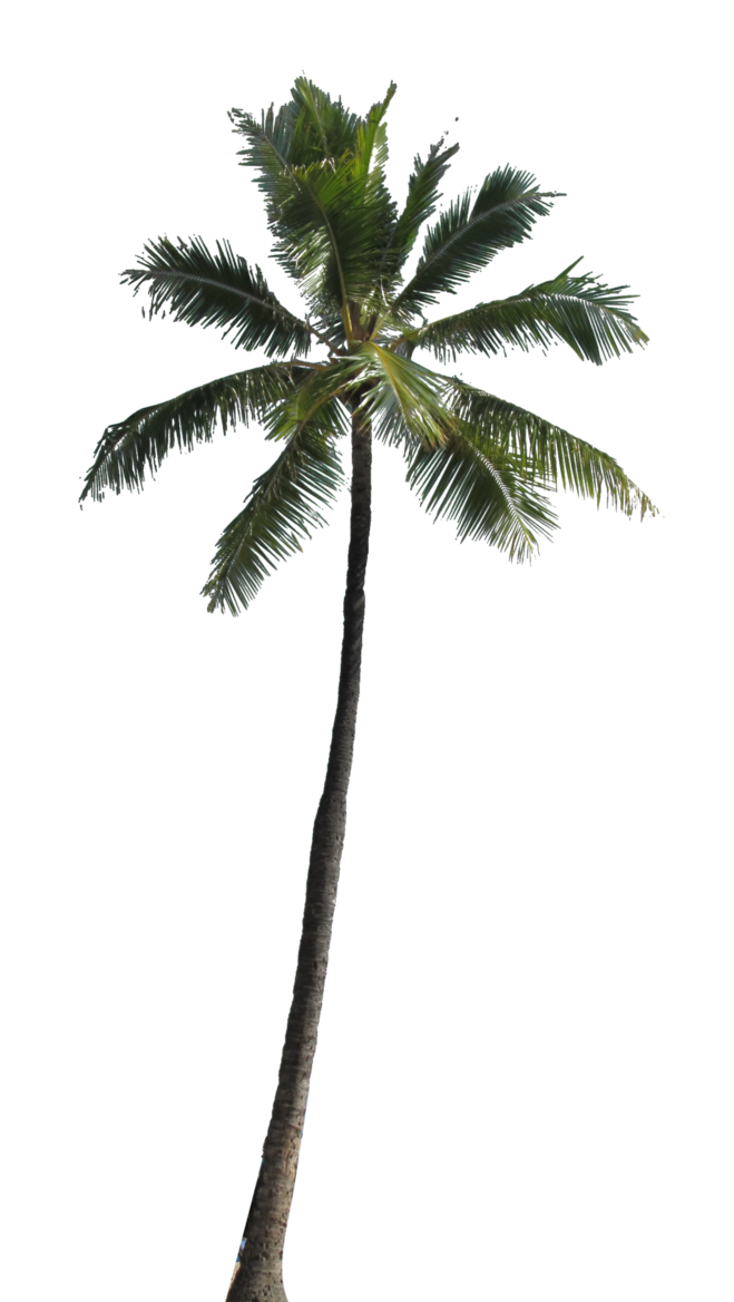 High Quality Coconut Palm (PNG) Blank Meme Template