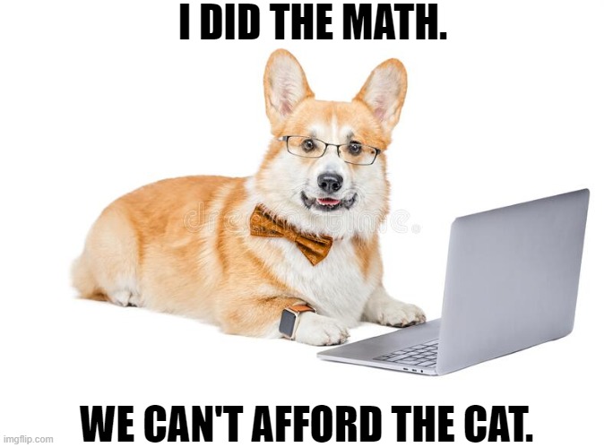 We Can't Afford the Cat | I DID THE MATH. WE CAN'T AFFORD THE CAT. | image tagged in corgi,cat,dog,computer,funny,memes | made w/ Imgflip meme maker