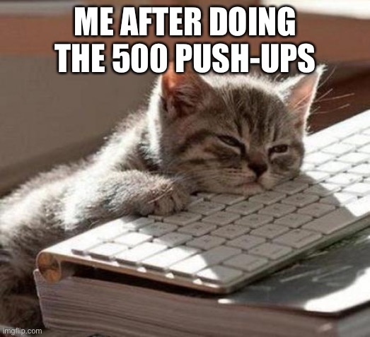 tired cat | ME AFTER DOING THE 500 PUSH-UPS | image tagged in tired cat | made w/ Imgflip meme maker