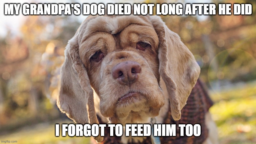 Forgot | MY GRANDPA'S DOG DIED NOT LONG AFTER HE DID; I FORGOT TO FEED HIM TOO | image tagged in old dog | made w/ Imgflip meme maker