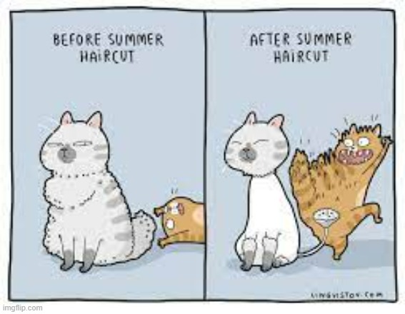 A Cat's Way Of Thinking | image tagged in memes,comics,cats,before and after,summer,haircut | made w/ Imgflip meme maker