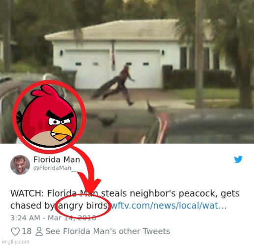 i understood that reference | image tagged in florida man,angry birds | made w/ Imgflip meme maker