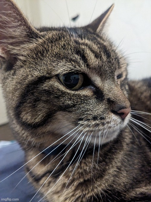 Kitty | made w/ Imgflip meme maker