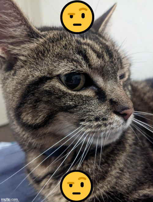 🤨; 🤨 | made w/ Imgflip meme maker