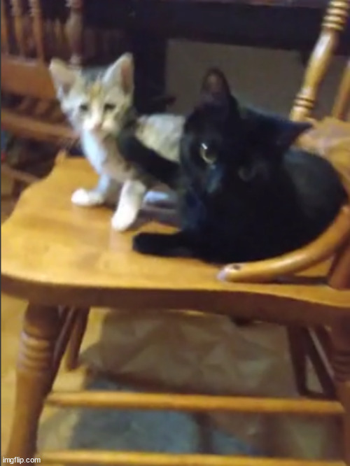 my goobs kit and sunny | made w/ Imgflip meme maker