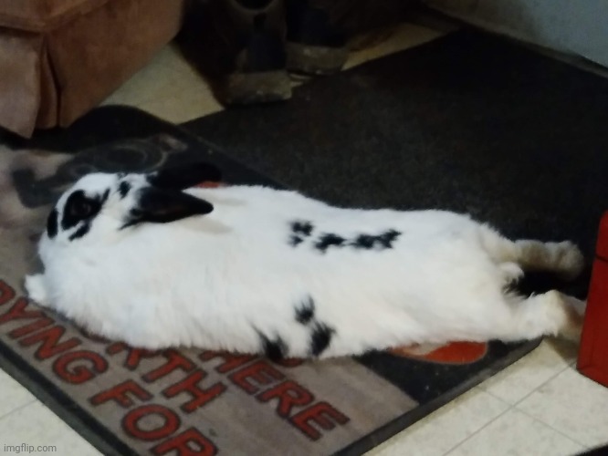 Such a goofy cat | made w/ Imgflip meme maker