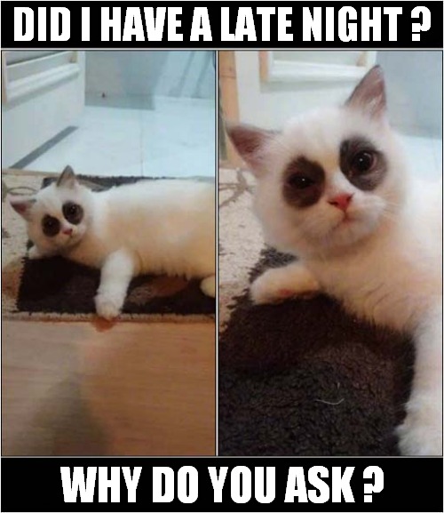 Look At Those Eyes ! | DID I HAVE A LATE NIGHT ? WHY DO YOU ASK ? | image tagged in cats,late night,tired,eyes | made w/ Imgflip meme maker