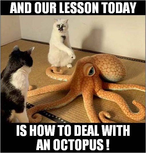 The Importance Of Learning ! | AND OUR LESSON TODAY; IS HOW TO DEAL WITH
AN OCTOPUS ! | image tagged in cats,life lessons,octopus | made w/ Imgflip meme maker