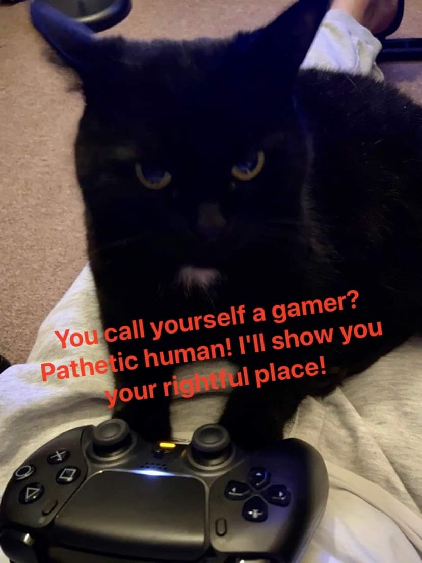 High Quality Gamer cat Blank Meme Template