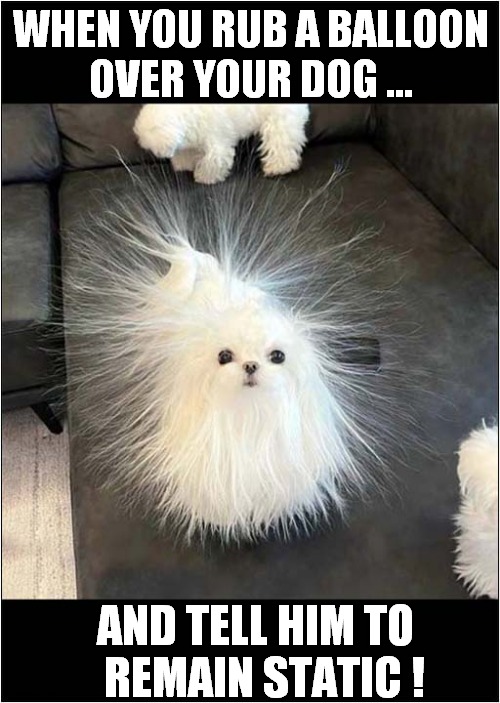 If You Could ... You Would ! | WHEN YOU RUB A BALLOON
OVER YOUR DOG ... AND TELL HIM TO
  REMAIN STATIC ! | image tagged in dogs,static,electricity | made w/ Imgflip meme maker