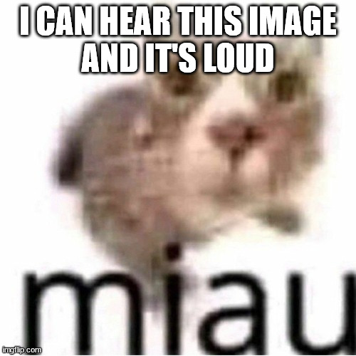 miau | I CAN HEAR THIS IMAGE
AND IT'S LOUD | image tagged in miau | made w/ Imgflip meme maker