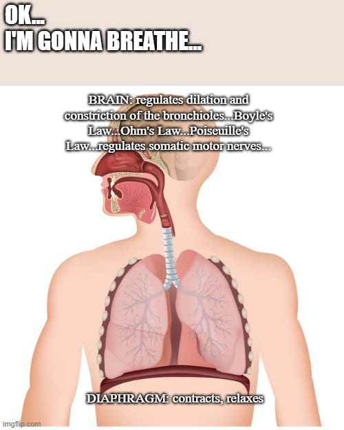 respiratory | OK...
I'M GONNA BREATHE... BRAIN: regulates dilation and constriction of the bronchioles...Boyle's Law...Ohm's Law...Poiseuille's Law...regulates somatic motor nerves... DIAPHRAGM: contracts, relaxes | image tagged in memes | made w/ Imgflip meme maker