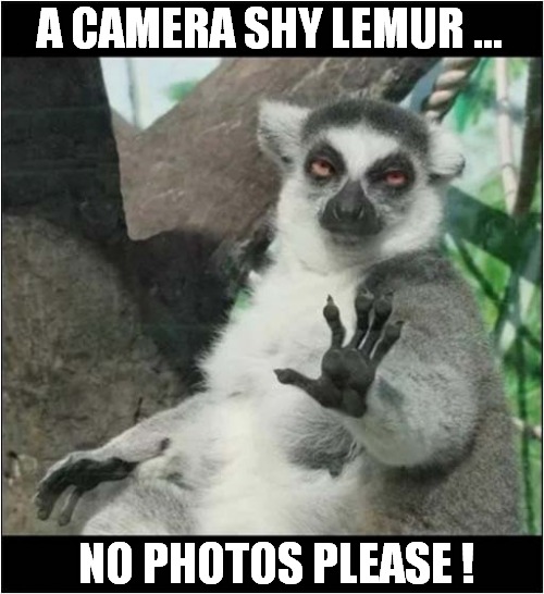 What Creature Is This ? | A CAMERA SHY LEMUR ... NO PHOTOS PLEASE ! | image tagged in lemur,camera,photos | made w/ Imgflip meme maker