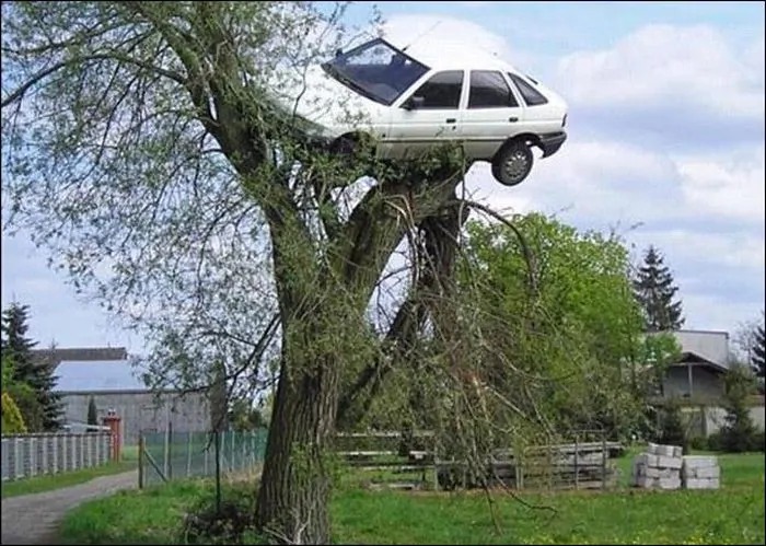 High Quality car on tree Blank Meme Template