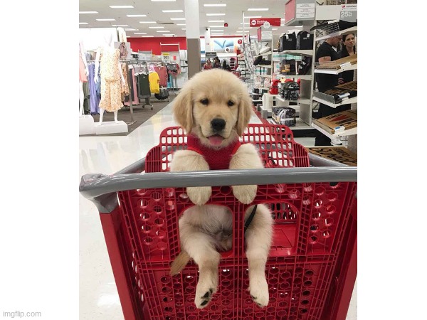 everyone needs a shopping cart puppy. | image tagged in dogs,cute,cute dog,puppy,oh wow are you actually reading these tags | made w/ Imgflip meme maker