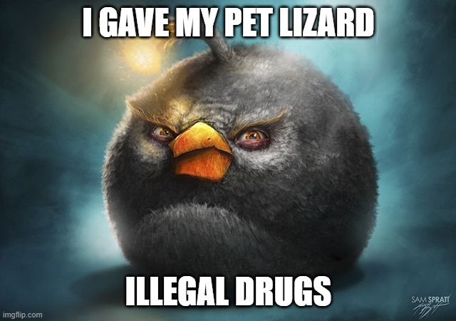 angry birds bomb | I GAVE MY PET LIZARD; ILLEGAL DRUGS | image tagged in angry birds bomb | made w/ Imgflip meme maker