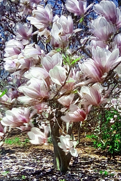 A photo I took at an arboretum a few summers ago | made w/ Imgflip meme maker