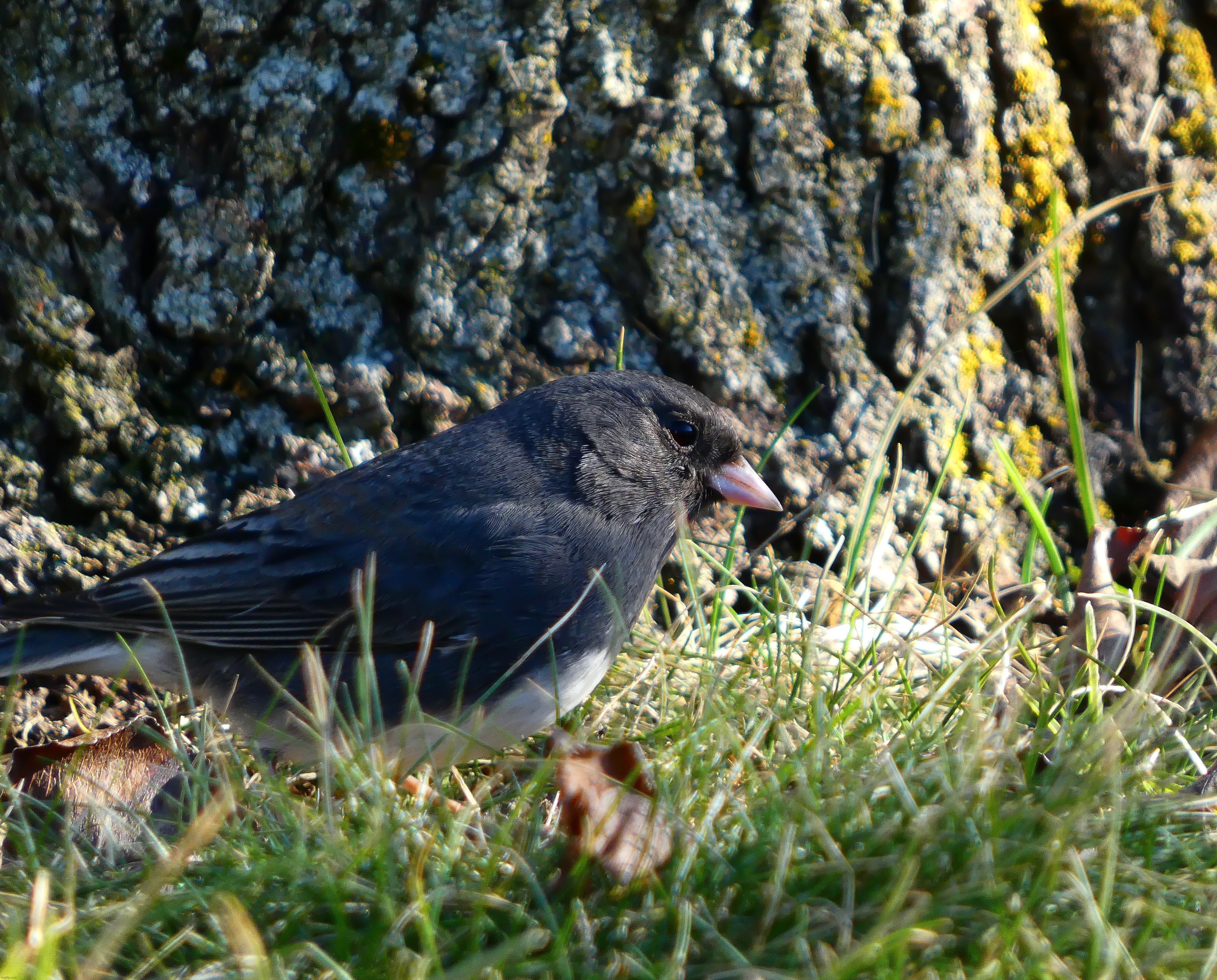 Daily photo #6, another picture of a Junco, much sharper and clearer today as it was sunny and I used a tripod | image tagged in share your own photos | made w/ Imgflip meme maker