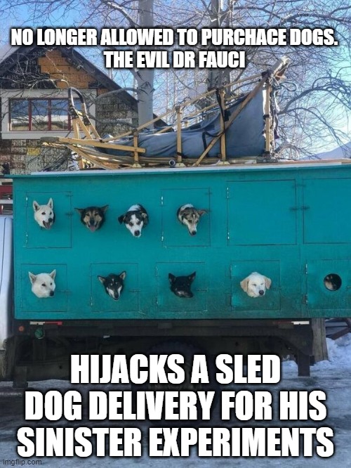 Delivery to Fauci's House | NO LONGER ALLOWED TO PURCHACE DOGS. 
THE EVIL DR FAUCI; HIJACKS A SLED DOG DELIVERY FOR HIS SINISTER EXPERIMENTS | image tagged in delivery to fauci's house | made w/ Imgflip meme maker
