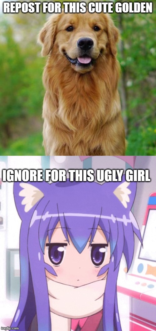 REPOST FOR THIS CUTE GOLDEN; IGNORE FOR THIS UGLY GIRL | image tagged in golden retriever,anime nyan | made w/ Imgflip meme maker