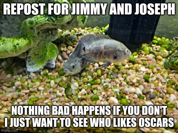 Julie and Josephine | REPOST FOR JIMMY AND JOSEPH; NOTHING BAD HAPPENS IF YOU DON'T I JUST WANT TO SEE WHO LIKES OSCARS | image tagged in jimmy and joseph | made w/ Imgflip meme maker