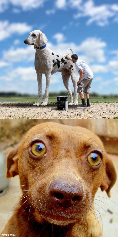 Dog art photoshop | image tagged in wow-dog,dogs,dog,photoshop,art,memes | made w/ Imgflip meme maker