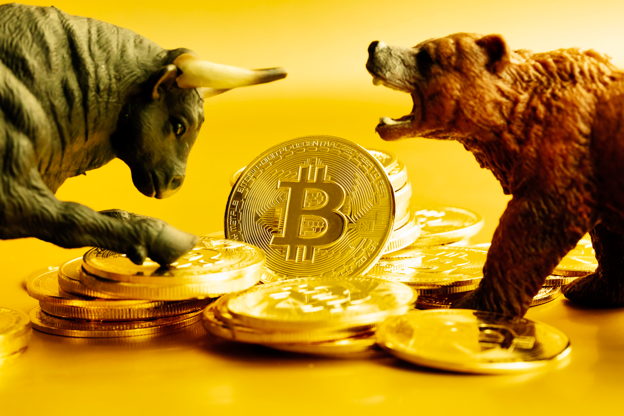 bitcoin bull bear Blank Meme Template