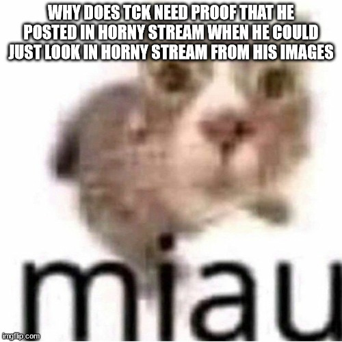 miau | WHY DOES TCK NEED PROOF THAT HE POSTED IN HORNY STREAM WHEN HE COULD JUST LOOK IN HORNY STREAM FROM HIS IMAGES | image tagged in miau | made w/ Imgflip meme maker