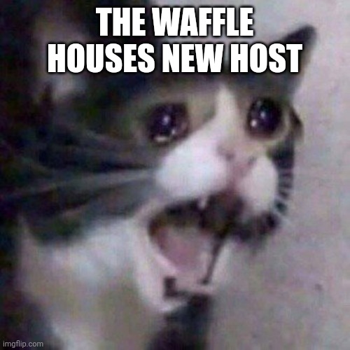 Screaming Cat meme | THE WAFFLE HOUSES NEW HOST | image tagged in screaming cat meme | made w/ Imgflip meme maker