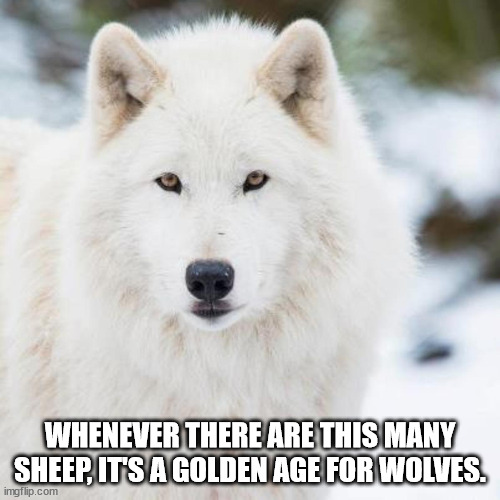 Sheep | WHENEVER THERE ARE THIS MANY SHEEP, IT'S A GOLDEN AGE FOR WOLVES. | image tagged in sheep,wolves | made w/ Imgflip meme maker