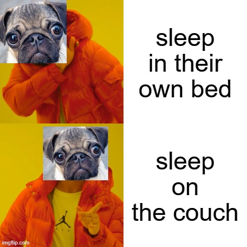Is it only my dog or... | sleep in their own bed; sleep on the couch | image tagged in memes | made w/ Imgflip meme maker