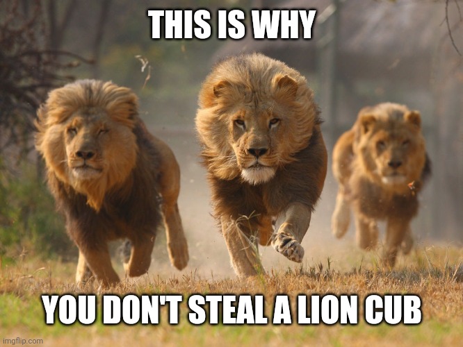Lions Lookin For A Dentist | THIS IS WHY; YOU DON'T STEAL A LION CUB | image tagged in lions lookin for a dentist | made w/ Imgflip meme maker