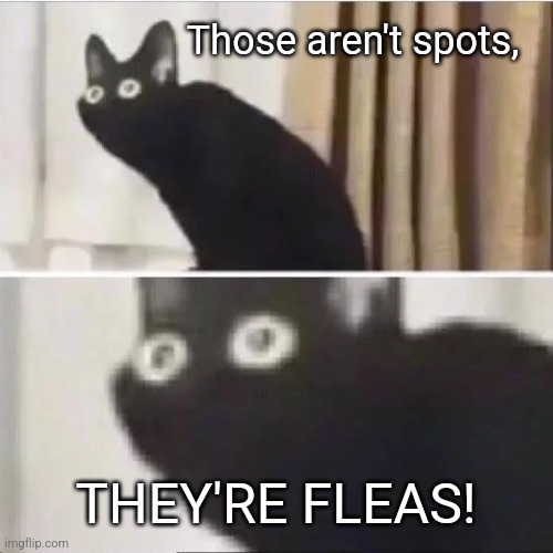 Scared cat | Those aren't spots, THEY'RE FLEAS! | image tagged in scared cat | made w/ Imgflip meme maker