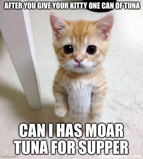 When you run out of cat food | AFTER YOU GIVE YOUR KITTY ONE CAN OF TUNA; CAN I HAS MOAR TUNA FOR SUPPER | image tagged in memes,cute cat | made w/ Imgflip meme maker