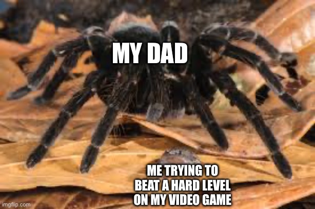 #goodtimes | MY DAD; ME TRYING TO BEAT A HARD LEVEL ON MY VIDEO GAME | image tagged in spider and frog | made w/ Imgflip meme maker