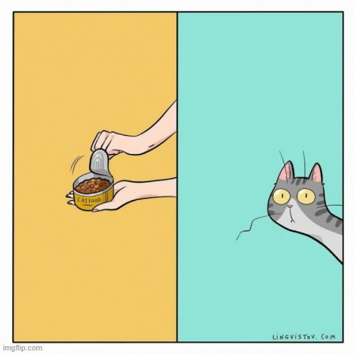 A Cat's Way Of Thinking | image tagged in memes,comics,can,opening,cats,attention | made w/ Imgflip meme maker