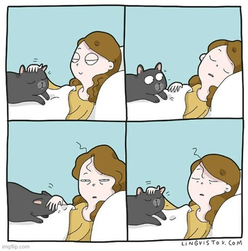 A Cat Lady's Way Of Thinking | image tagged in memes,comics,cat lady,sleeping,cats,pay attention | made w/ Imgflip meme maker