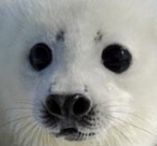 High Quality Harp Seal Blank Meme Template