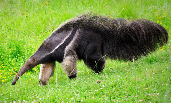 High Quality Anteater Blank Meme Template