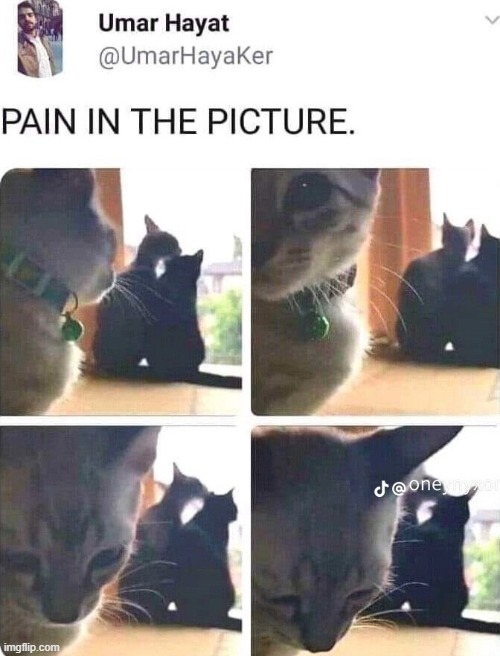 even cats can relate | image tagged in cats | made w/ Imgflip meme maker