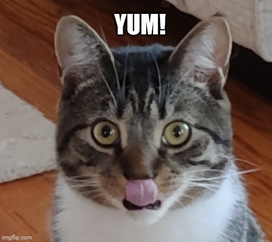 Yum! | YUM! | image tagged in funny cats | made w/ Imgflip meme maker