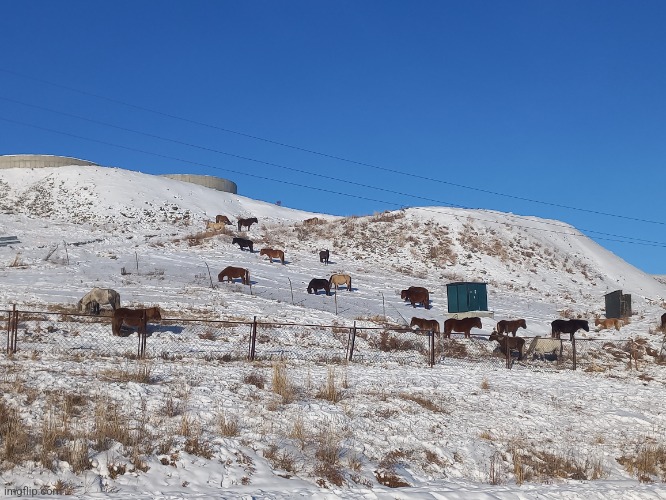 Ran into herd of horse, while walking to school | made w/ Imgflip meme maker