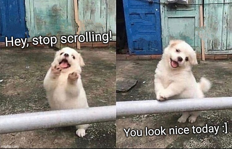 Sincerely, the dog | Hey, stop scrolling! You look nice today :] | image tagged in hey stop scrolling | made w/ Imgflip meme maker