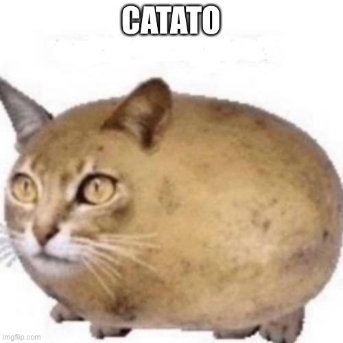 Catato | CATATO | image tagged in catato | made w/ Imgflip meme maker